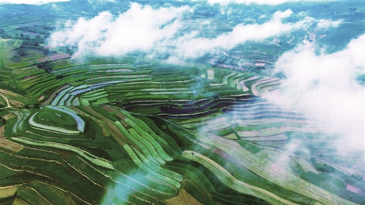     千亩黄芪基地